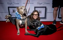 NYC celebrities rally to save pit bulls: ‘Things are worse now than they’ve ever been’